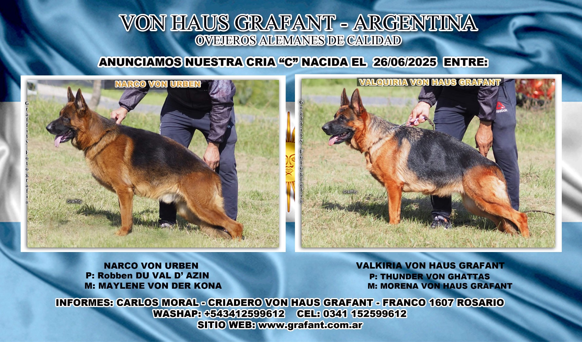 cachorro ovejero aleman sangre europea