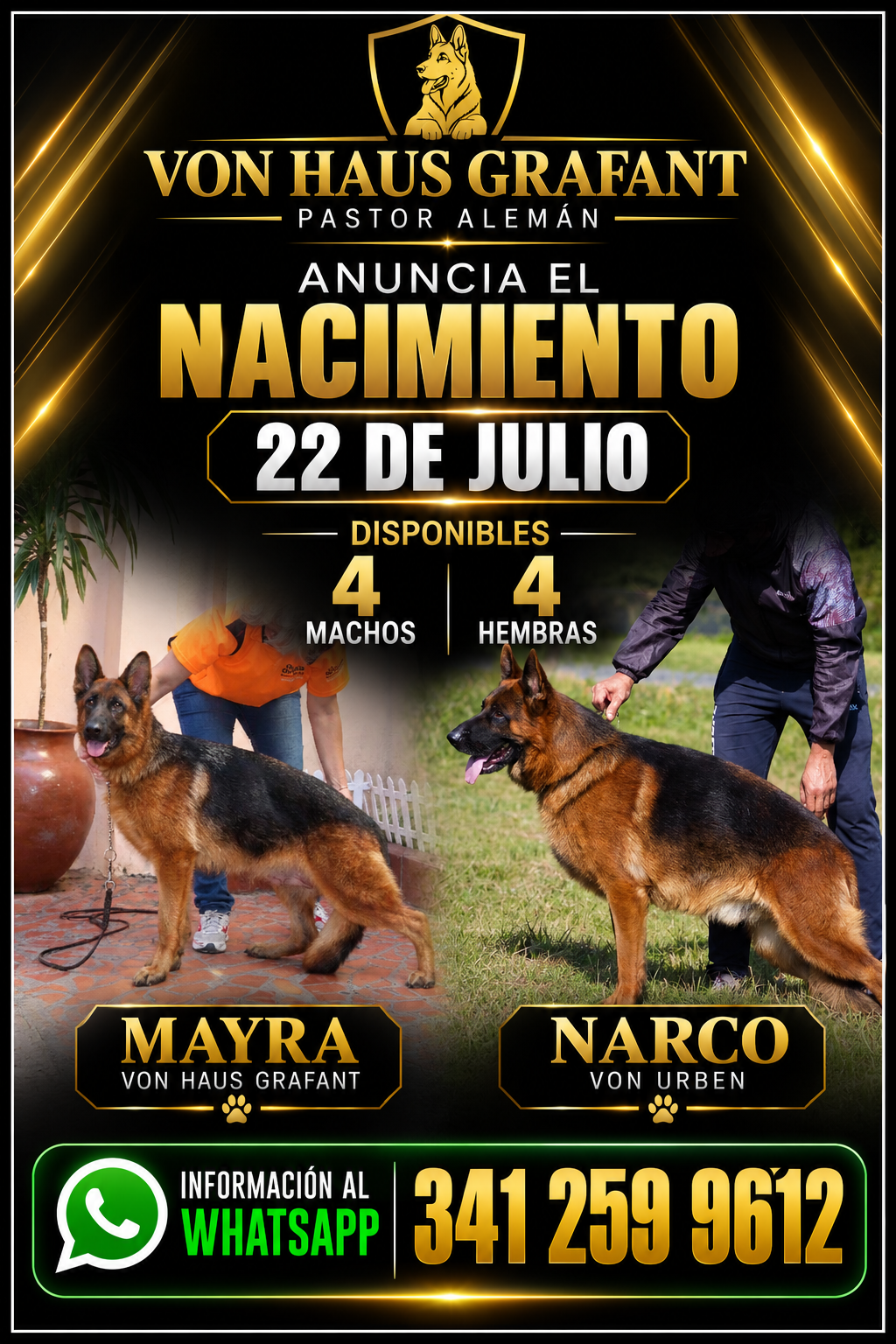 Nueva camada de Pastor Alemán disponible en Von Haus Grafant. Cachorros nacidos el 22 de julio, hijos de Mayra Von Haus Grafant y Narco Von Urben, con excelente genética, estructura y temperamento. Reservas abiertas.
